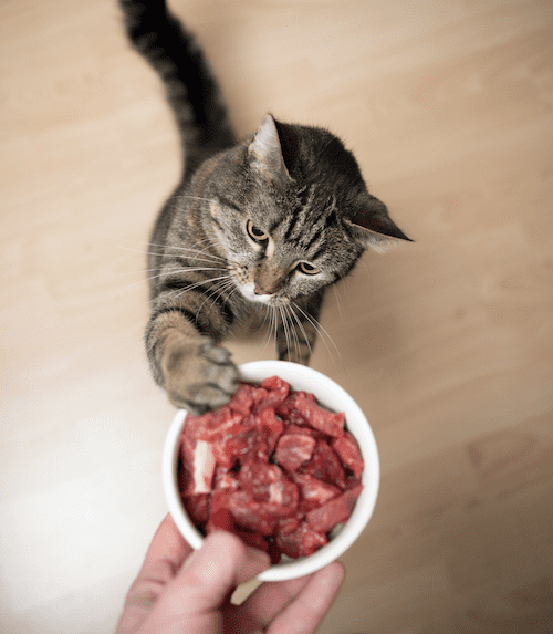 Food for Your Cat
